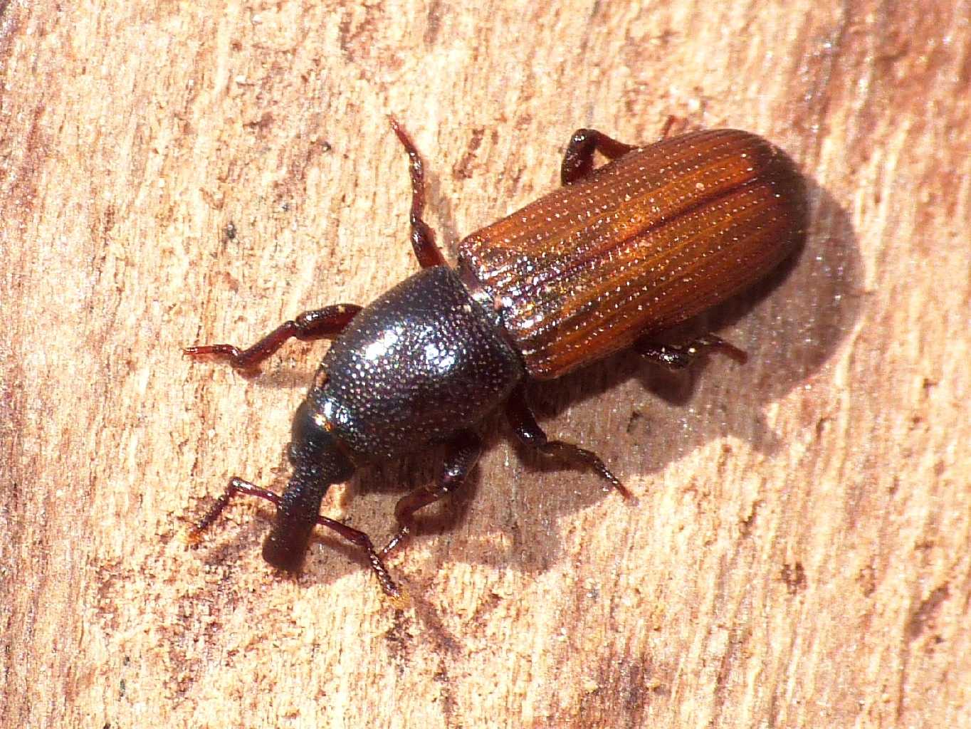 Piccoli Curculionidae? Mesites pallidipennis (Sardegna)